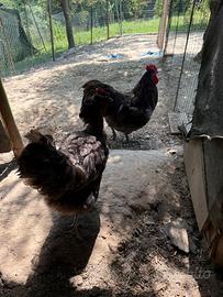 Australorp