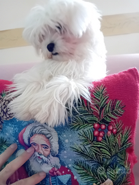 Maltese di piccola taglia