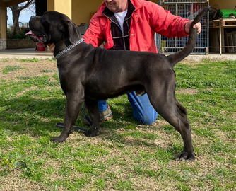 Cane Corso