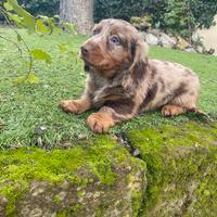 Cucciolo di bassotto standard pelo lungo