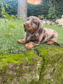 Cucciolo di bassotto standard pelo lungo