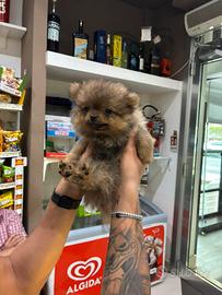 Spiz Pomerania