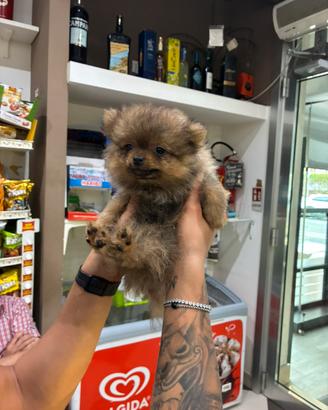 Spiz Pomerania