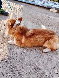 Coppia corgi