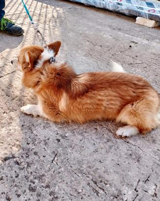 Coppia corgi
