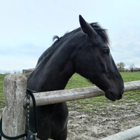 Cavallo in mezza fida
