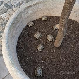 Tartaruga