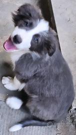 Border collie cucciolo blu