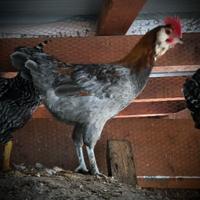 Gallo aracauna e amrocks