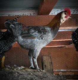 Gallo aracauna e amrocks
