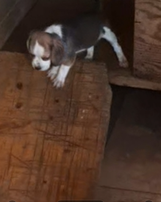 Cani da caccia