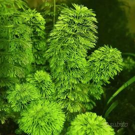 piante acquario 10 pezzi sessiliflora