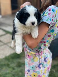 Border collie con pedigree