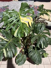 Monstera Thai Constellation Variegata XL