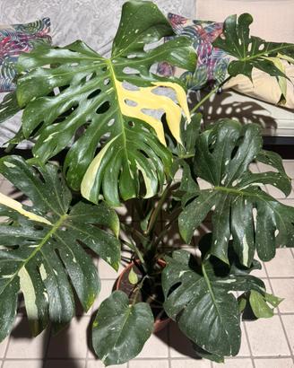 Monstera Thai Constellation Variegata XL