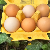 U.o.v.a galline nostrane