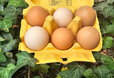 U.o.v.a galline nostrane