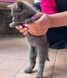 Gattino di circa due mesi