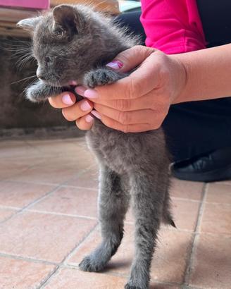 Gattino di circa due mesi