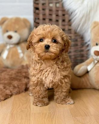 MALTIPOO MALTIPO BARBONCINO CUCCIOLI pag in12 mesi