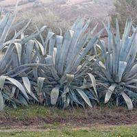 Agave
