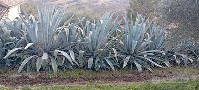Agave