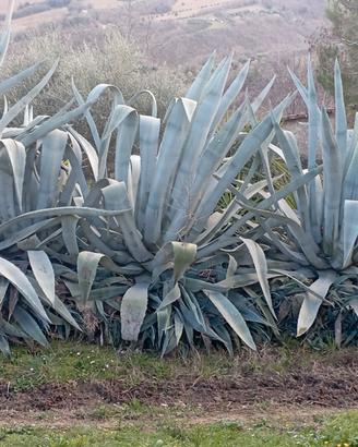 Agave