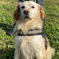 Chad, simil setter compatibile con altri cani