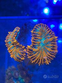 Rhodactis Superman - Corallo acquario marino