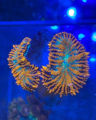 Rhodactis Superman - Corallo acquario marino