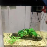 acquario nuovissimo  askoll 10 litri