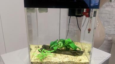 acquario nuovissimo  askoll 10 litri