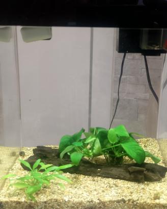 acquario nuovissimo  askoll 10 litri