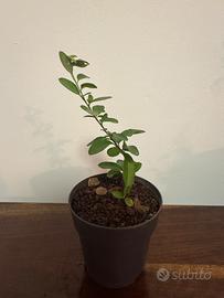 Pre-Bonsai Olmo (bonsai Ulmus)