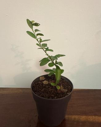 Pre-Bonsai Olmo (bonsai Ulmus)