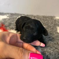 Cuccioli di barboncino toy