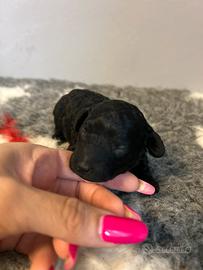 Cuccioli di barboncino toy