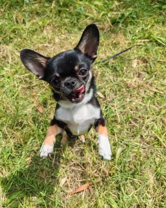 Chihuahua