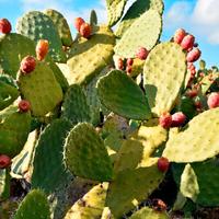 5 cladodi (pale) freschi e sani di Fico d’India