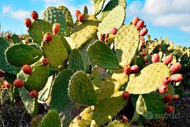 5 cladodi (pale) freschi e sani di Fico d’India