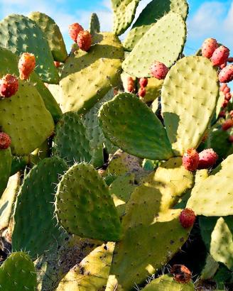 5 cladodi (pale) freschi e sani di Fico d’India