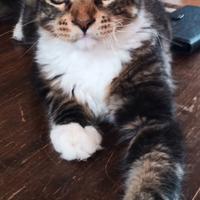 Maine coon
