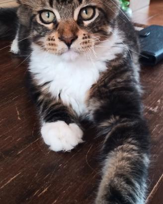 Maine coon