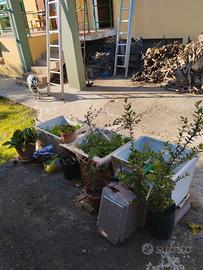 piante da giardino 