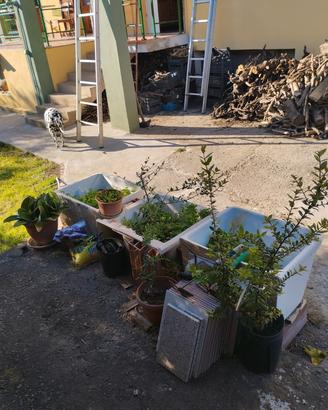 piante da giardino 