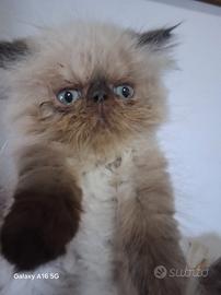 gattini persiano 