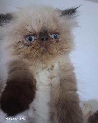 gattini persiano 