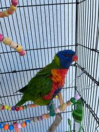 Lory arcobaleno