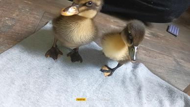 Anatroccoli in lombardia