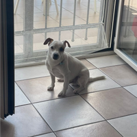 Disponibilità accoppiamento Jack Russell maschio